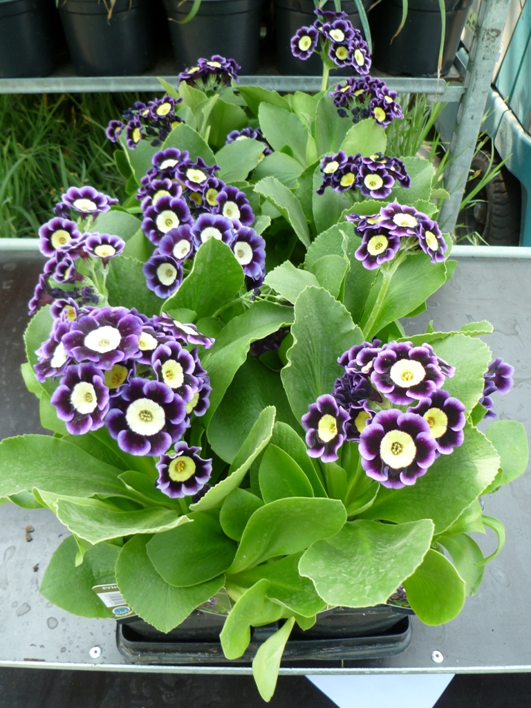 Primula Auricula 'Mariandl' 1.5 L